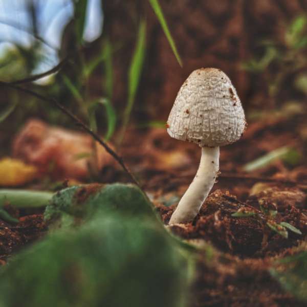 Emerging Industries: Cannabis and Psychedelics